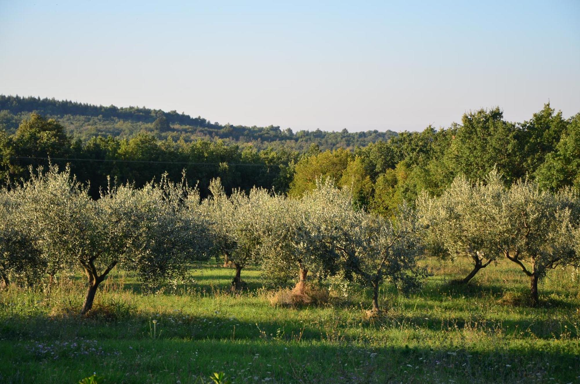 Villa Leopoldo By Istrian Country Houses Barat  Exterior foto